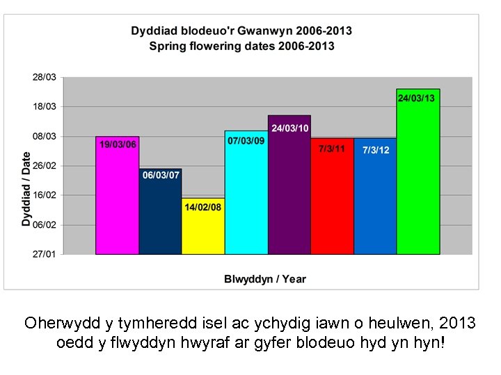 Oherwydd y tymheredd isel ac ychydig iawn o heulwen, 2013 oedd y flwyddyn hwyraf