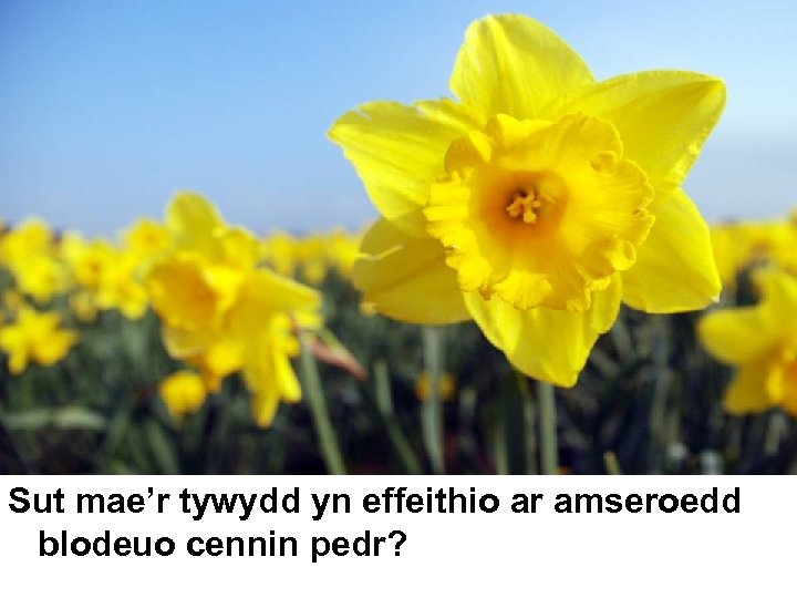Sut mae’r tywydd yn effeithio ar amseroedd blodeuo cennin pedr? 