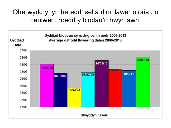 Oherwydd y tymheredd isel a dim llawer o oriau o heulwen, roedd y blodau’n