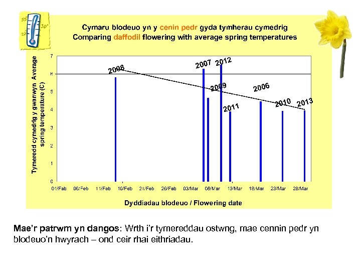 Mae’r patrwm yn dangos: Wrth i’r tymereddau ostwng, mae cennin pedr yn blodeuo’n hwyrach