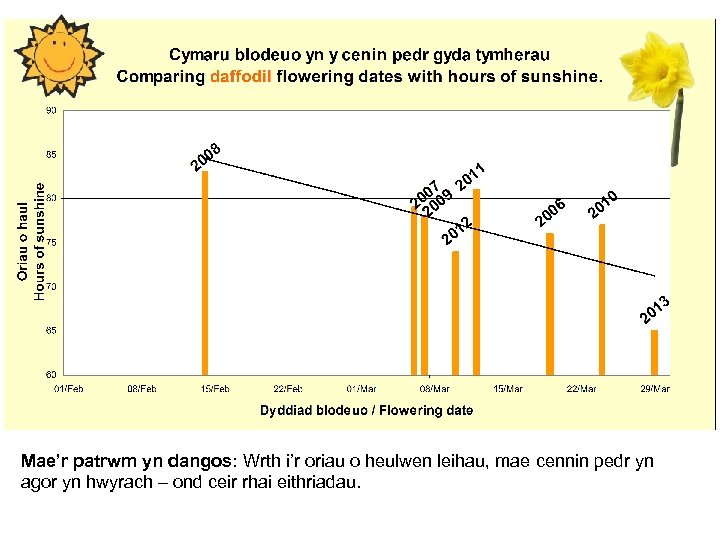 Mae’r patrwm yn dangos: Wrth i’r oriau o heulwen leihau, mae cennin pedr yn