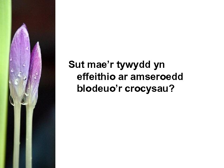 Sut mae’r tywydd yn effeithio ar amseroedd blodeuo’r crocysau? 