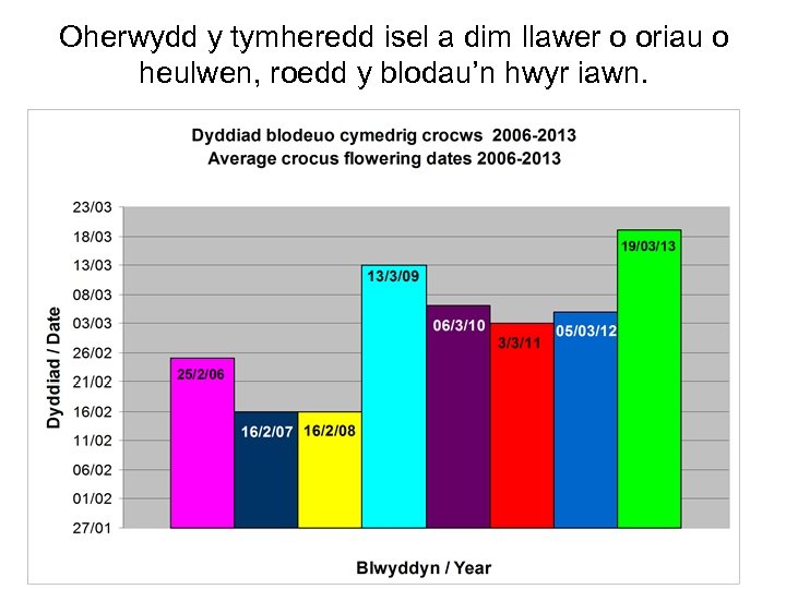 Oherwydd y tymheredd isel a dim llawer o oriau o heulwen, roedd y blodau’n