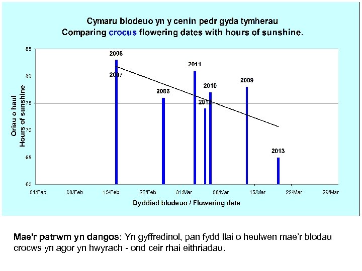 Mae'r patrwm yn dangos: Yn gyffredinol, pan fydd llai o heulwen mae’r blodau crocws