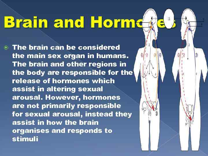 Brain and Hormones The brain can be considered the main sex organ in humans.