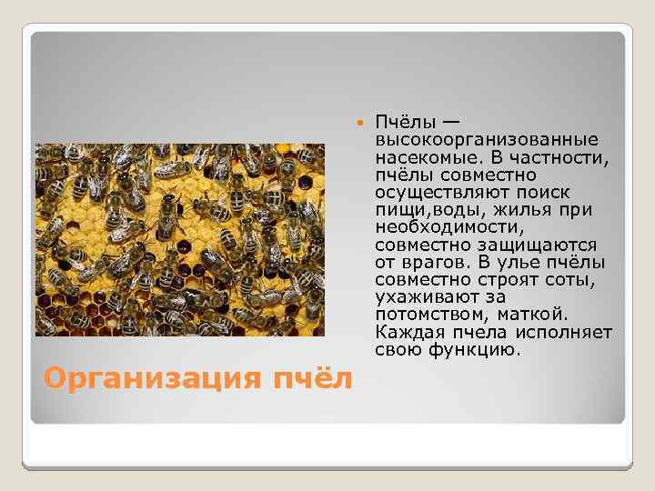  Организация пчёл Пчёлы — высокоорганизованные насекомые. В частности, пчёлы совместно осуществляют поиск пищи,