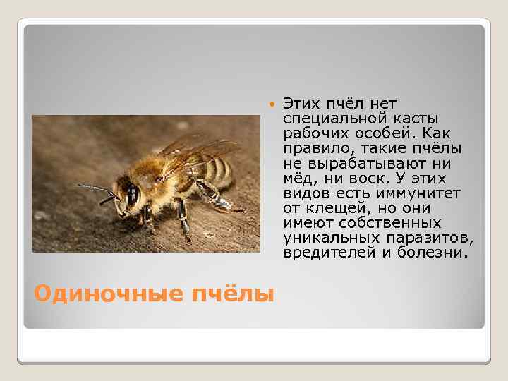  Одиночные пчёлы Этих пчёл нет специальной касты рабочих особей. Как правило, такие пчёлы