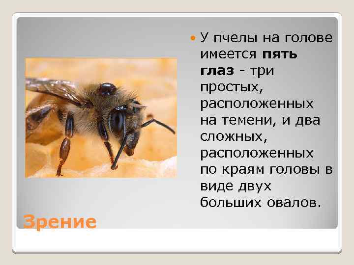 Пчеловодство доклад 3 класс. Сообщение о пчелах. Доклад о пчелах. Пчела для презентации. Пчеловодство презентация.