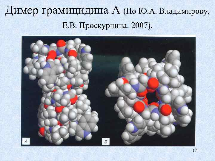 Димер грамицидина А (По Ю. А. Владимирову, Е. В. Проскурнина. 2007). 17 