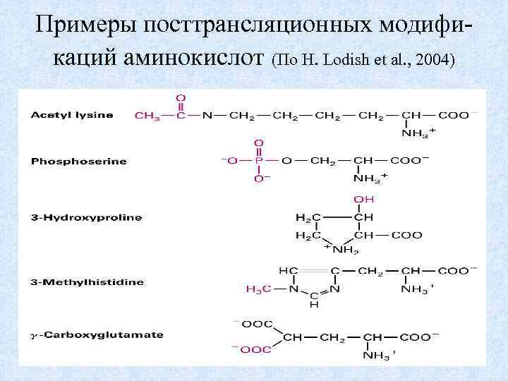 Модификация аминокислот