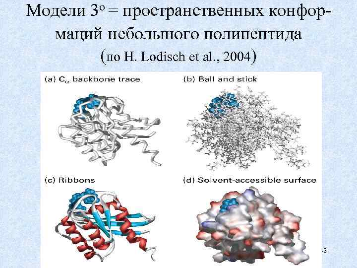 Модели 3 о = пространственных конформаций небольшого полипептида (по H. Lodisch et al. ,