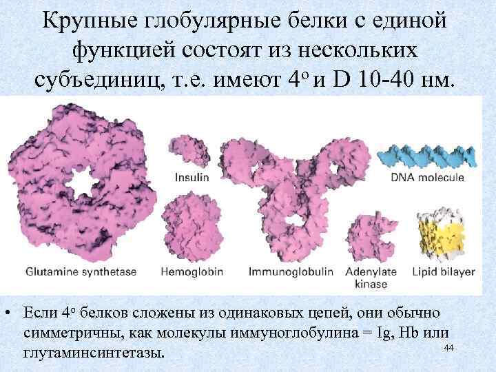 Глобулярные белки фото