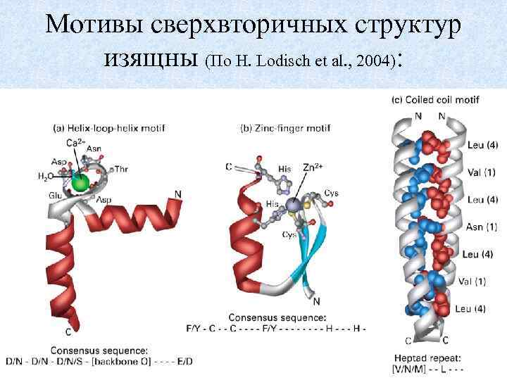 Мотивы сверхвторичных структур изящны (По H. Lodisch et al. , 2004): 48 