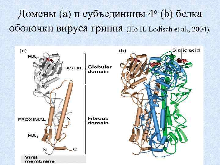 Домены (а) и субъединицы 4 о (b) белка оболочки вируса гриппа (По H. Lodisch