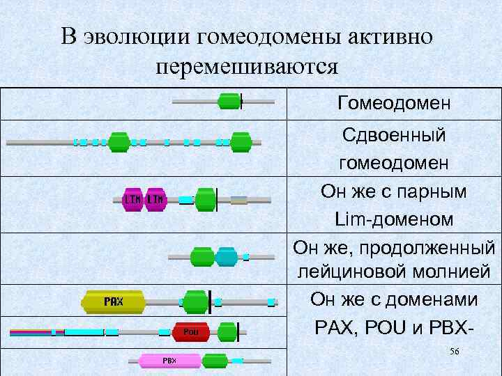 В эволюции гомеодомены активно перемешиваются Гомеодомен Сдвоенный гомеодомен Он же с парным Lim-доменом Он