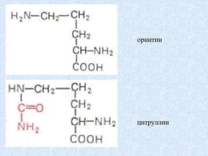 орнитин цитруллин 