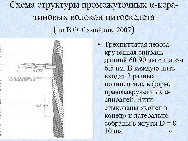 Схема структуры промежуточных α-кератиновых волокон цитоскелета (по В. О. Самойлов, 2007) • Трехнитчатая левозакрученная