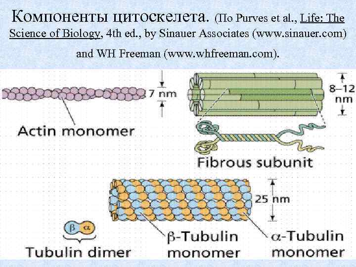 Компоненты цитоскелета. (По Purves et al. , Life: The Science of Biology, 4 th