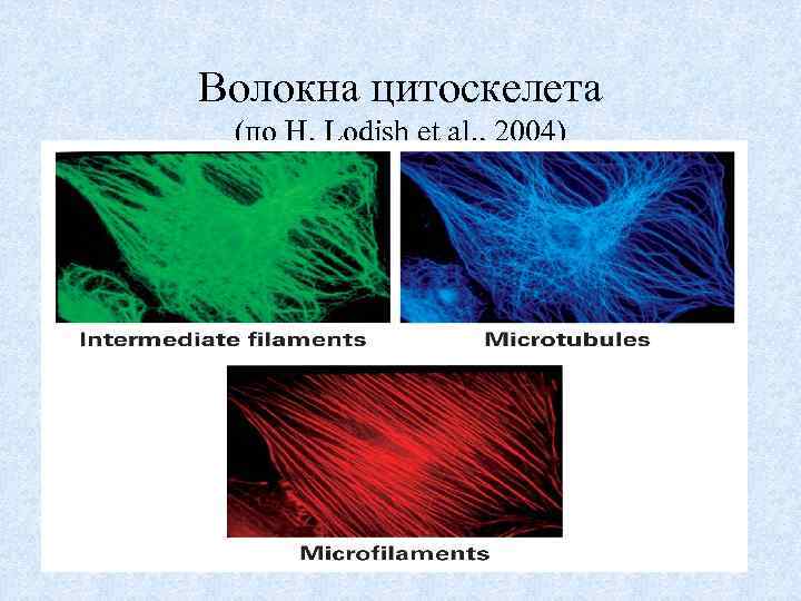 Волокна цитоскелета (по H. Lodish et al. , 2004) 65 