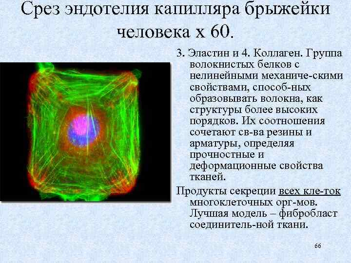 Срез эндотелия капилляра брыжейки человека х 60. 3. Эластин и 4. Коллаген. Группа волокнистых
