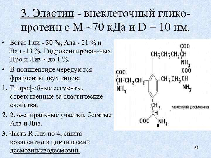 3. Эластин - внеклеточный гликопротеин с М ~70 к. Да и D = 10