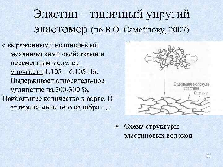 Эластин – типичный упругий эластомер (по В. О. Самойлову, 2007) с выраженными нелинейными механическими