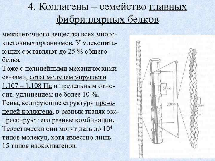 4. Коллагены – семейство главных фибриллярных белков межклеточного вещества всех многоклеточных организмов. У млекопитающих