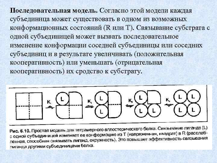 Последовательная модель. Согласно этой модели каждая субъединица может существовать в одном из возможных конформационных