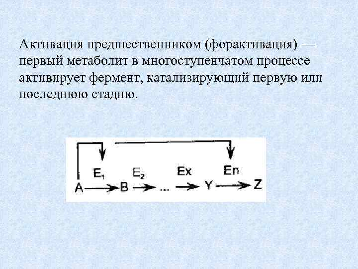Активация предшественником (форактивация) — первый метаболит в многоступенчатом процессе активирует фермент, катализирующий первую или