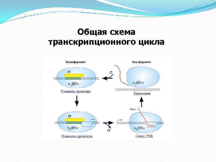 Общая схема транскрипционного цикла 