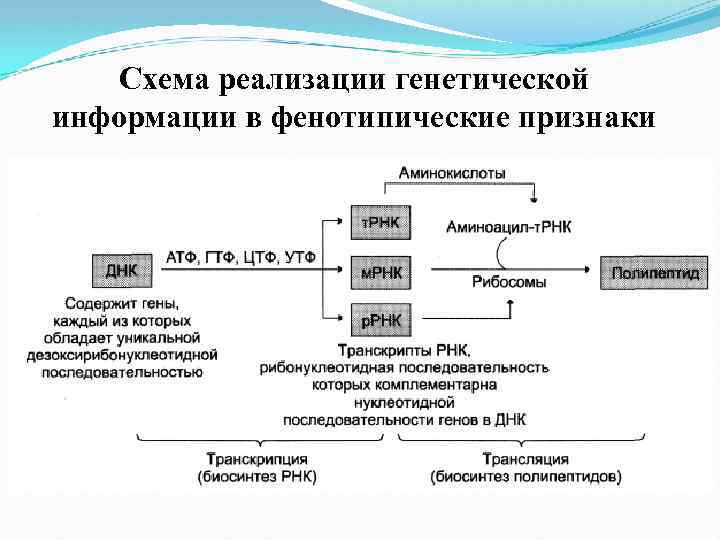 Процессу реализации генетической информации отвечает схема