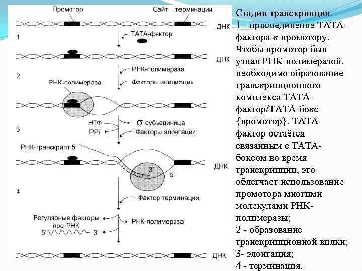 Стадии транскрипции. 1 - присоединение ТАТАфактора к промотору. Чтобы промотор был узнан РНК-полимеразой. необходимо