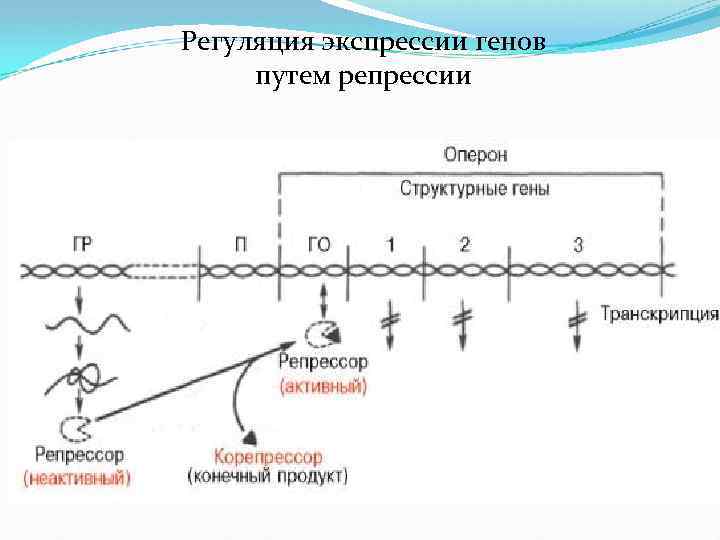 Регуляция действия генов и биосинтез белка схема жакоба и моно