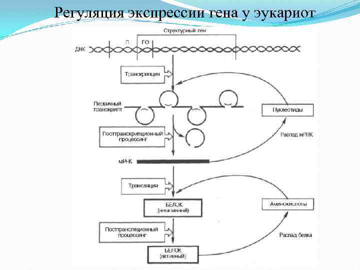 Регуляция экспрессии гена у эукариот 