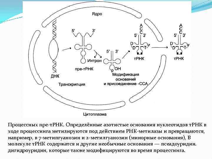 Процессных npe-т. РНК. Определённые азотистые основания нуклеотидов т. РНК в ходе процессинга метилируются под