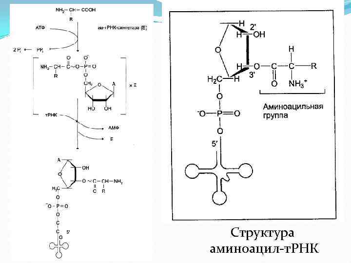 Схема образования аминоацил трнк