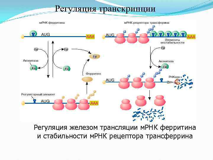 Биосинтез днк репликация схема ферменты