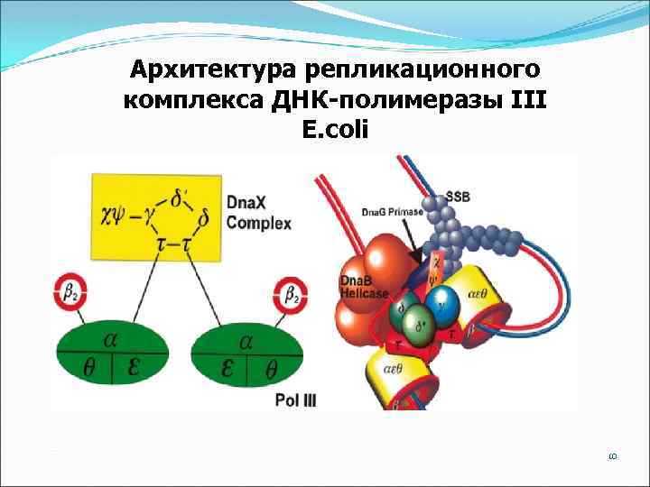 Архитектура репликационного комплекса ДНК-полимеразы III E. coli 10 