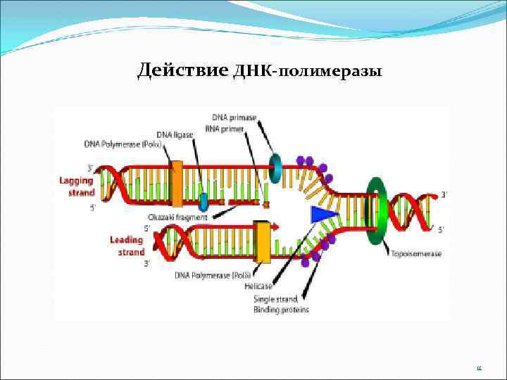 Действие ДНК-полимеразы 11 