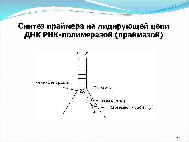 Синтез праймера на лидирующей цепи ДНК РНК-полимеразой (праймазой) 13 