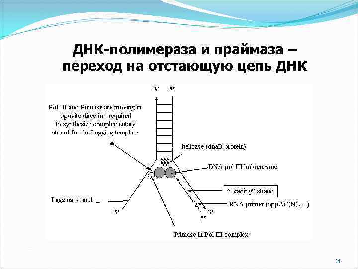 ДНК-полимераза и праймаза – переход на отстающую цепь ДНК 14 