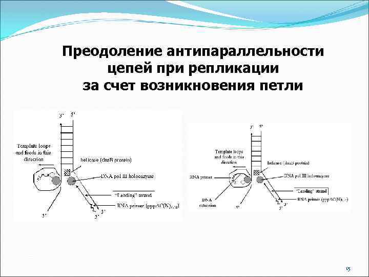 Преодоление антипараллельности цепей при репликации за счет возникновения петли 15 