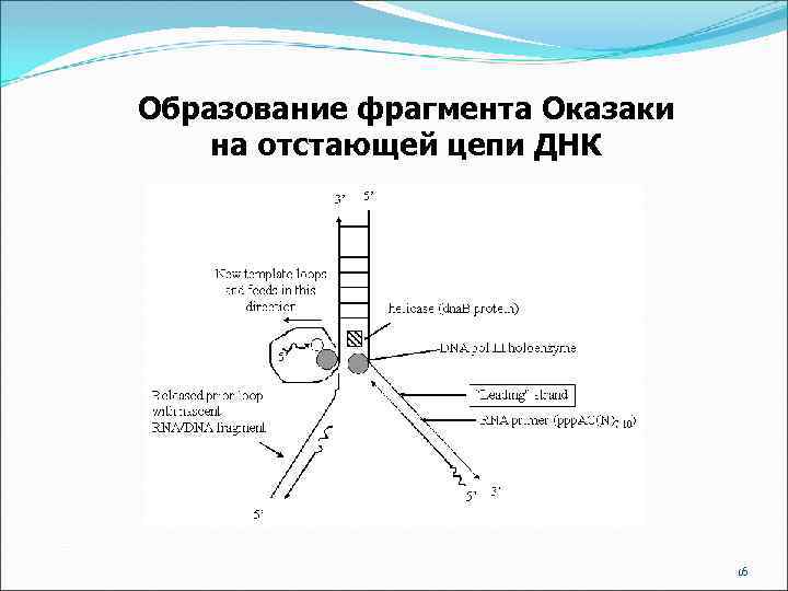 Образование фрагмента Оказаки на отстающей цепи ДНК 16 