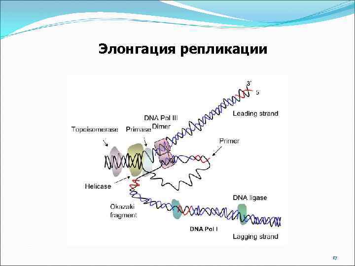 Элонгация репликации 17 