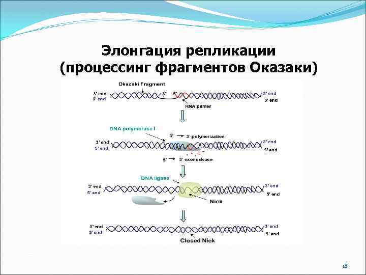 Элонгация репликации (процессинг фрагментов Оказаки) 18 