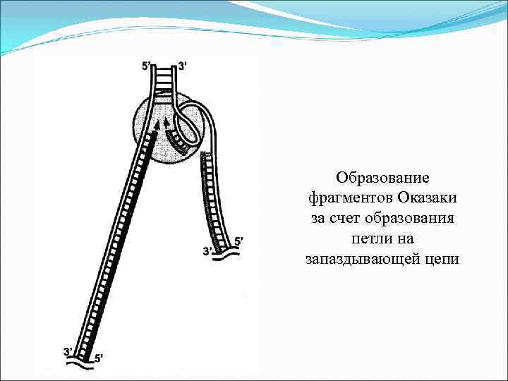 Образование фрагментов Оказаки за счет образования петли на запаздывающей цепи 