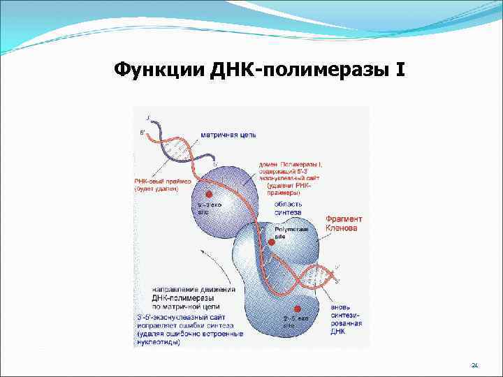 Функции ДНК-полимеразы I 21 