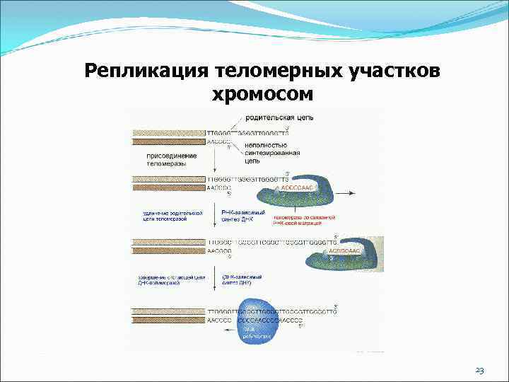 Репликация теломерных участков хромосом 23 