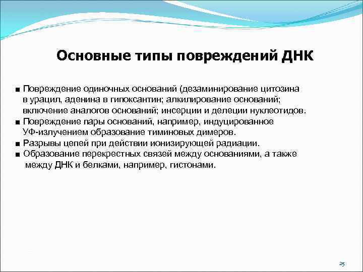 Основные типы повреждений ДНК ■ Повреждение одиночных оснований (дезаминирование цитозина в урацил, аденина в