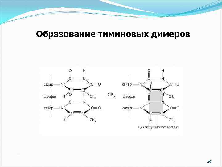 Образуют димеры. Образование пиримидиновых димеров. Формирование тиминовых димеров. Репарация тиминовых димеров. Репарация пиримидиновых димеров.